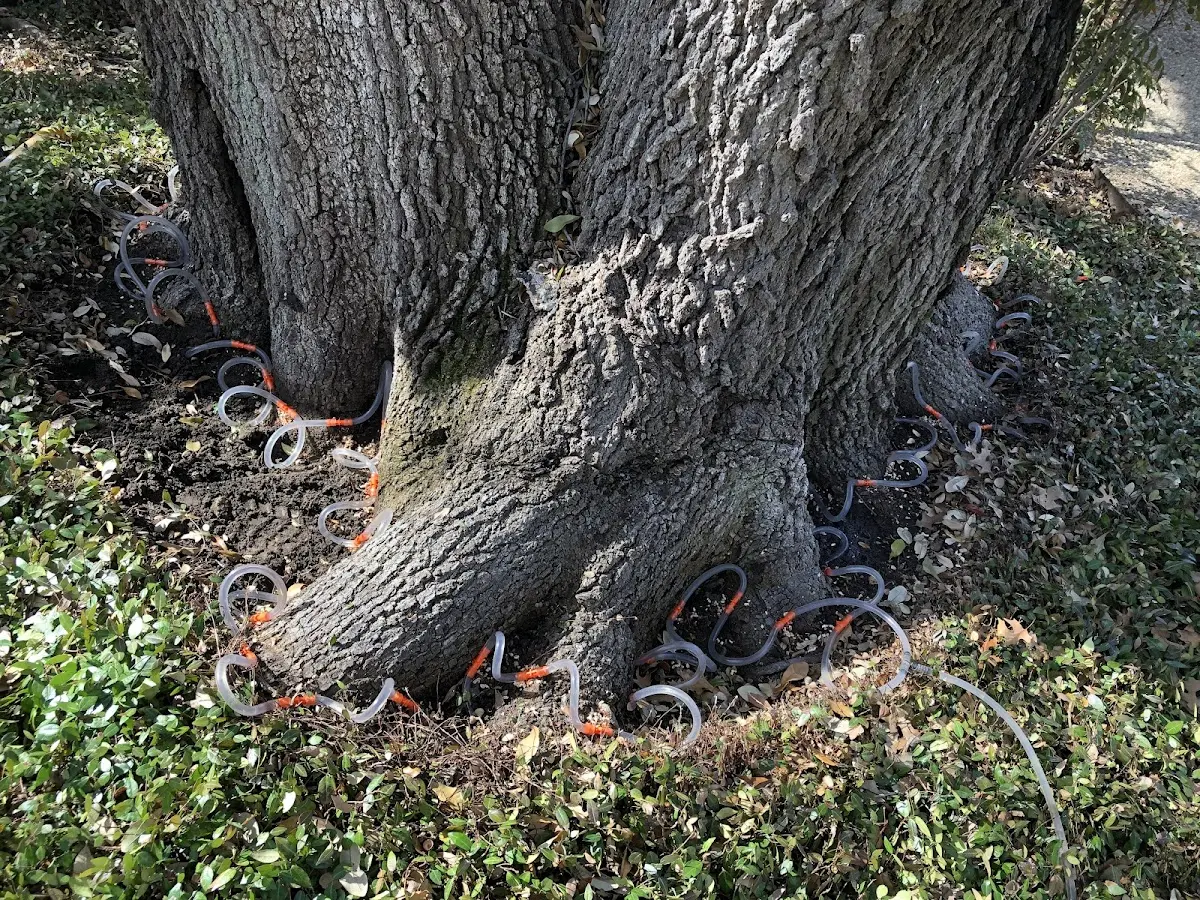 Detailed Tree Cabling and Bracing job site in Manahawkin