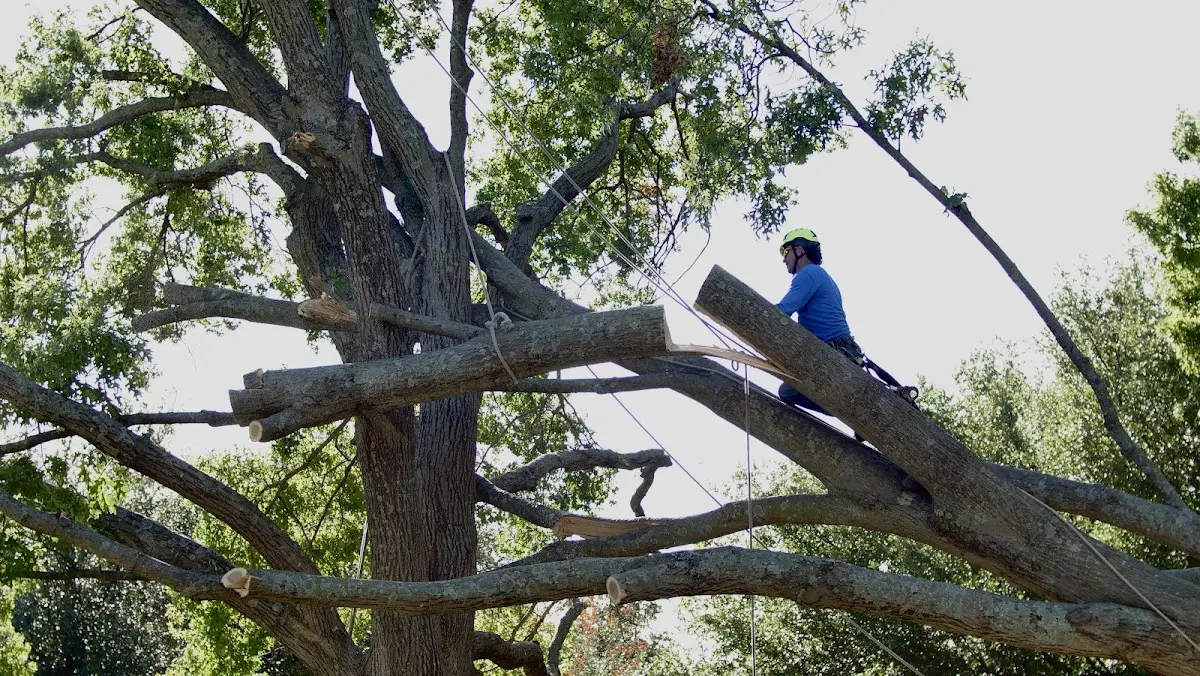 Professional Crown Thinning performed by certified arborists in Manahawkin